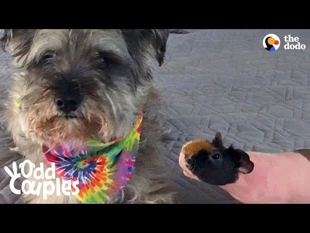 Antisocial Naked Guinea Pig Finally Finds His Soulmate  | The Dodo Odd Couples