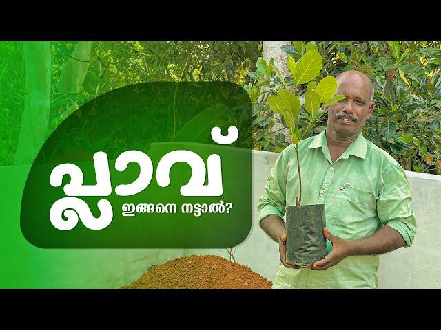 പ്ലാവ് ഇങ്ങനെ നട്ടാൽ? | Jackfruit Plant Cultivation In Malayalam | Plav Nadunnath Engane?