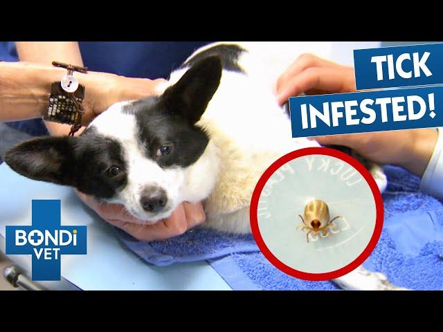 Extracting Deadliest Ticks  | Best Of Bondi Vet