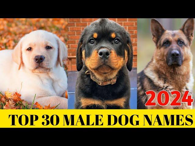 Male dog Names 2024 : Top 30 Male Dog Names : New dog names