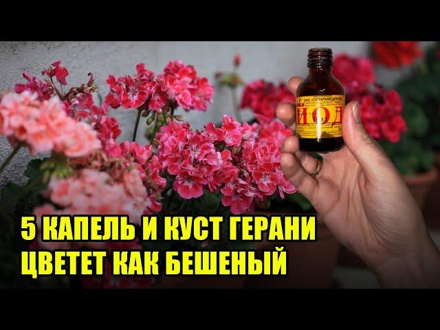 Лучшие Подкормки Для Цветения Герани / Простые и действенные Средства для Пеларгонии!