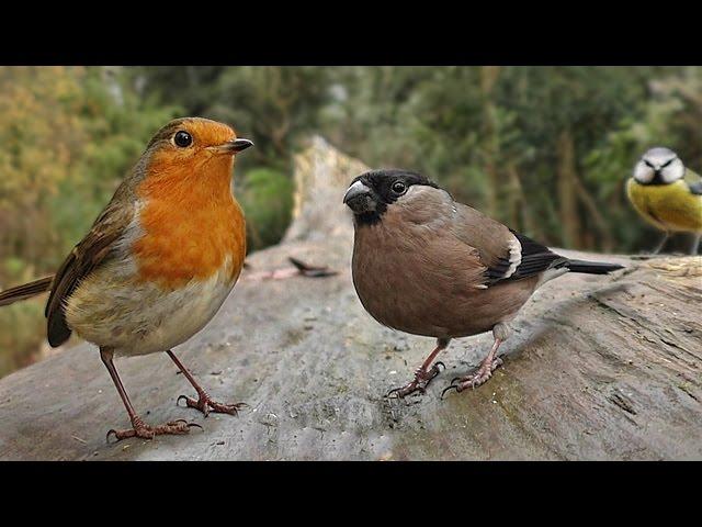 Birds Flying in Slow Motion - Forest Birds & Bird Sounds Video for People & Cats to Watch