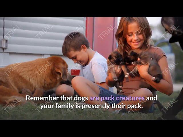 The most effective method to encourage positive behavior in your dog