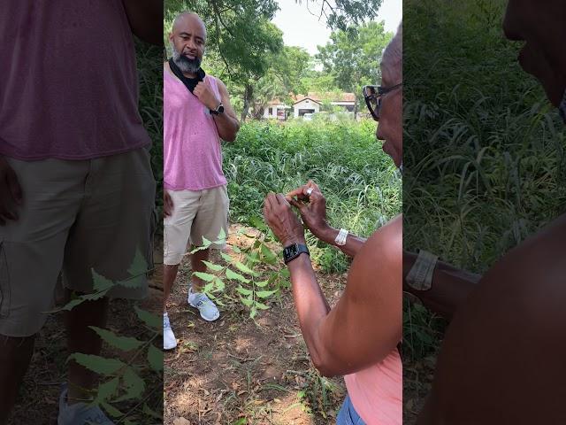 Kukuwa Explains Benefits Of Neem Tree Leaves