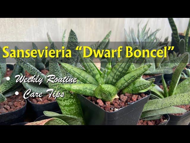 Sansevieria Dwarf Boncel