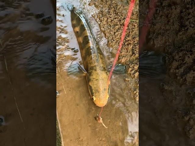 Pancing ikan gabus dengan umpan anak katak #shorts #mancing #gabus