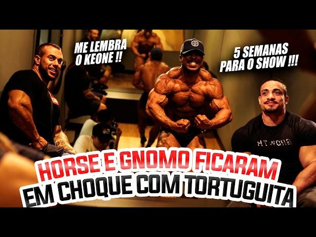 HORSE E GNOMO BUGARAM COM A EVOLUÇÃO DO TORTUGUITA - 5 SEMANAS PARA O SHOW !!!