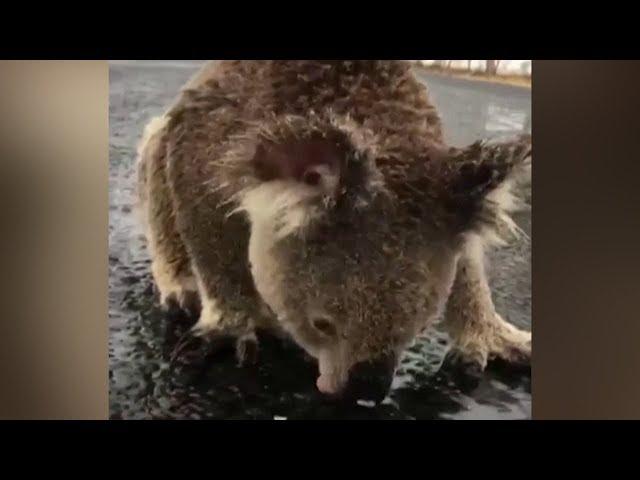Koala ở Úc chạy lũ sau thảm họa cháy rừng | VTV24