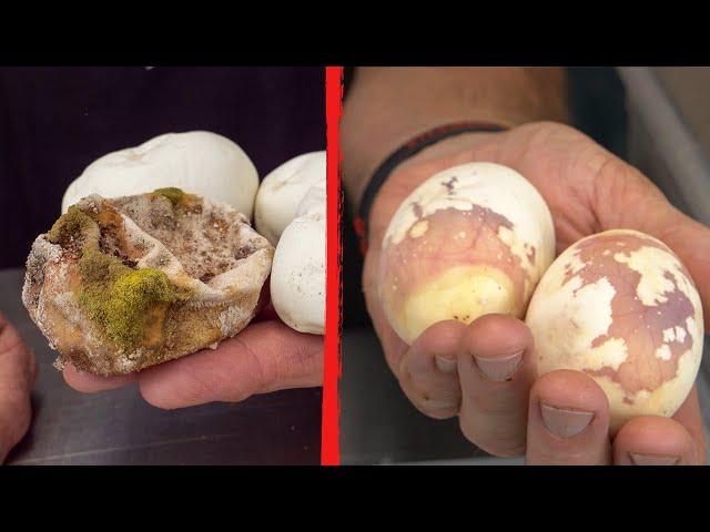 TOP 5  - REPTILE EGG MISTAKES YOU HAVEN'T HEARD!