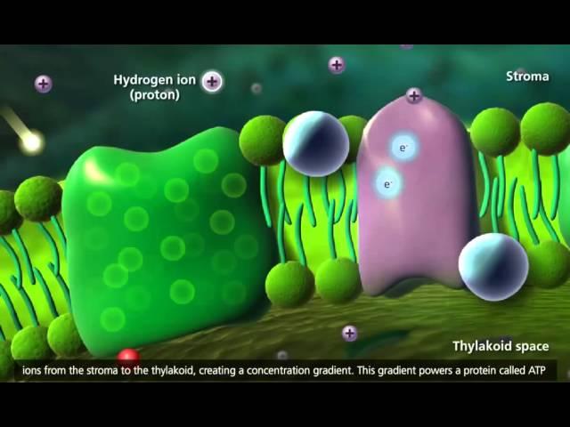 Photosynthesis  Light reaction, Calvin cycle, Electron Transport 3D Animation