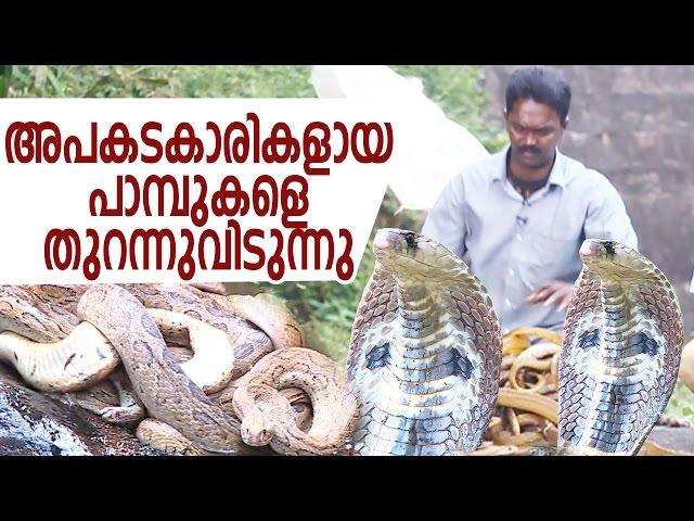 Wow ! Vava Suresh Releasing Dangerous Snakes | Snake Master