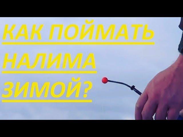 Как ловить налима зимой? Тонкости ловли Налима зимой на стукалку. Налим на жерлицы. Где стоит налим.