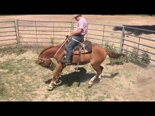 Bailey Barrett(15)/Bronc Pen/Smurf