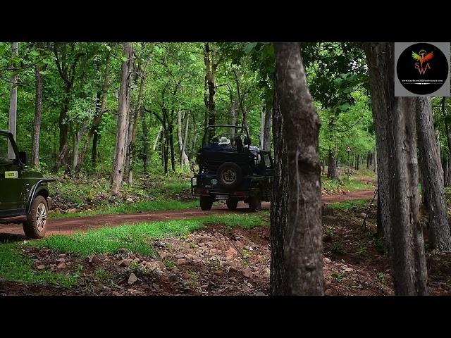 TADOBA ANDHARI TIGER RESERVE | NAVEGAON GATE | WILDLIFE SAFARI | NIKHIL C TADOBA | SHORT VIDEO |