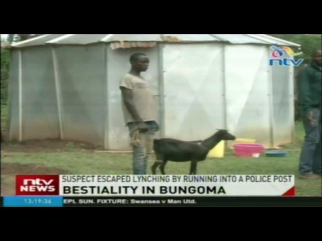 Man arrested in Bungoma for engaging in bestiality