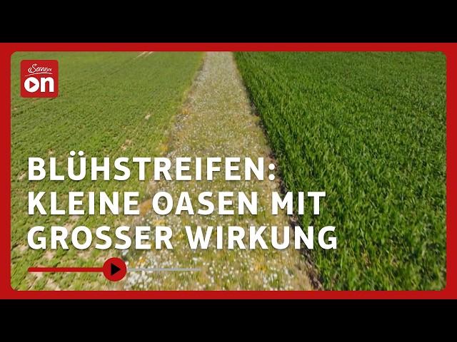 Blühstreifen: Diese Wirkung haben sie auf Landwirtschaft und Mensch  | TM Wissen