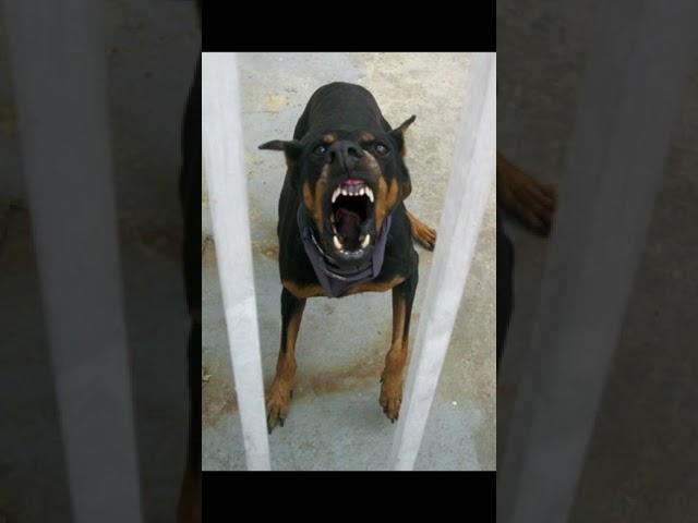 angry and scary dog sound#angry #dog #sounds