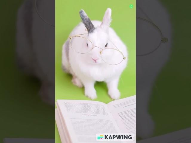 Cute Rabbit Reading Book "How To Beat Lion" | Info Hifi