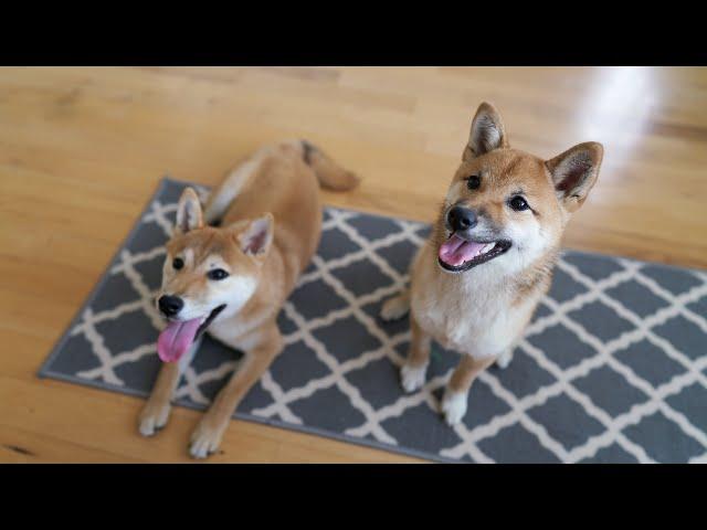 Shiba Inu Puppy Spending Weekend With His Best Friend