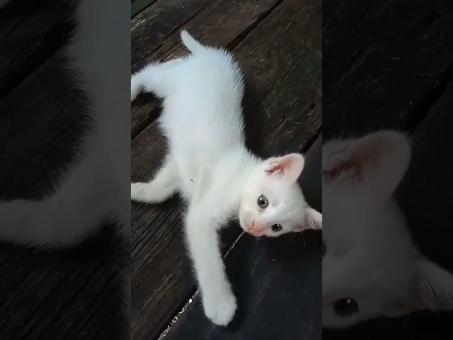 RAS CAMPURAN,bapaknya kucing anggora dan mamax kucing kampung ,menghasilkan anak kucing yg comel 