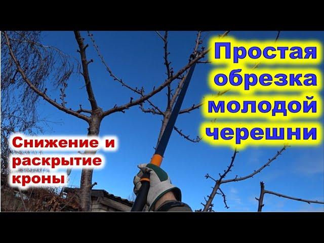 Простая обрезка молодой черешни со снижением кроны