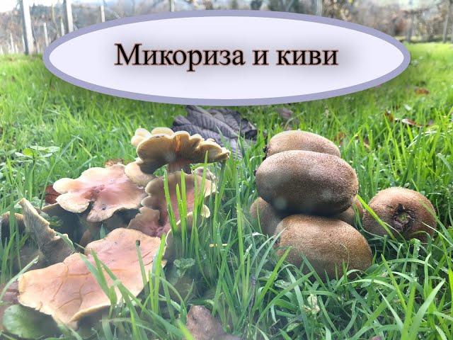 Микориза и киви