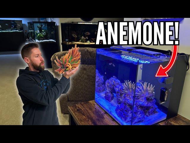 NEW EXPENSIVE ANEMONE for the Nano Saltwater Reef Tank!