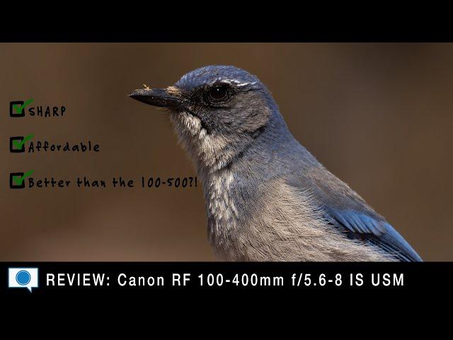 Canon RF 100-400 - Impressive Value & Better than the 100-500?!!