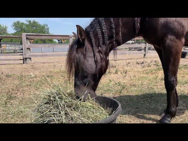 Plant City's RVR Rescue sees influx of starving, surrendered horses