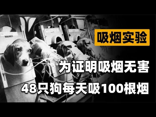 吸烟真的有害健康吗？英国公司让48只实验犬，每天吸100支烟