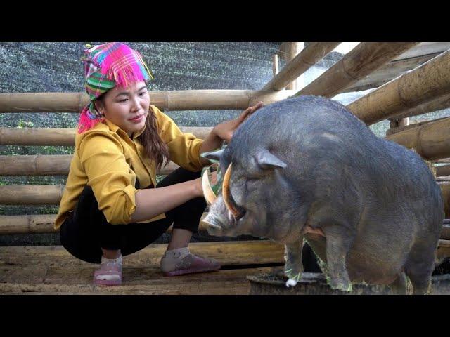 Harvesting Eggplants for Sale Farm Life - Ferocious Pigs with Scary Teeth