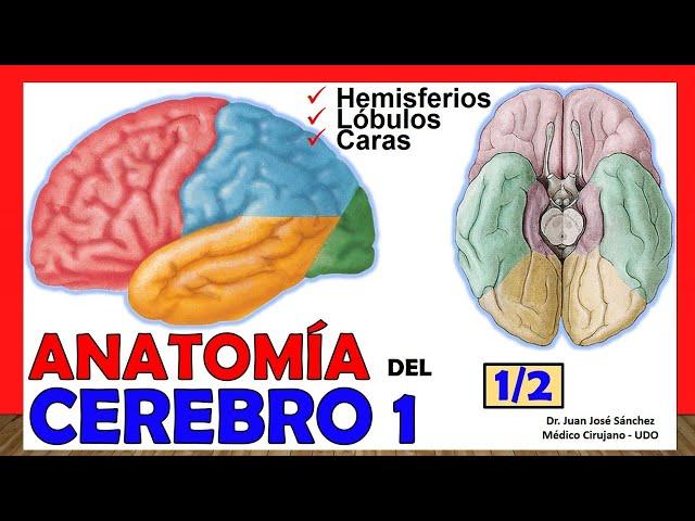  ANATOMÍA DEL CEREBRO 1/2. (Telencéfalo). ¡Explicación Sencilla!