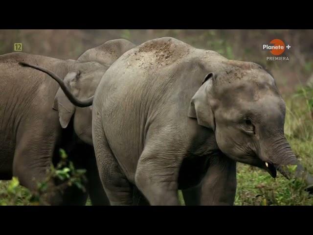 Dzika Przyroda Indii 10. Szlak Słoni