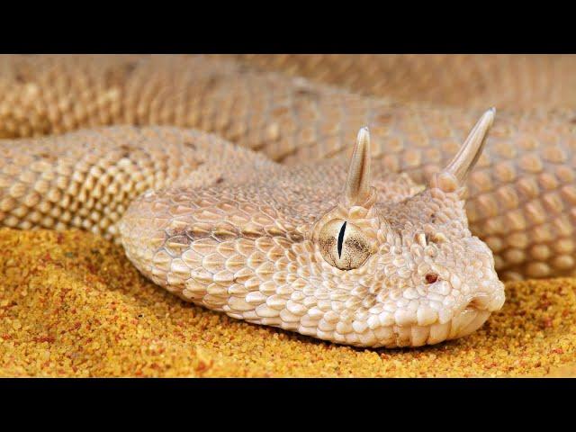 Sidewinder Snakes Facts: The Master of Desert Survival!