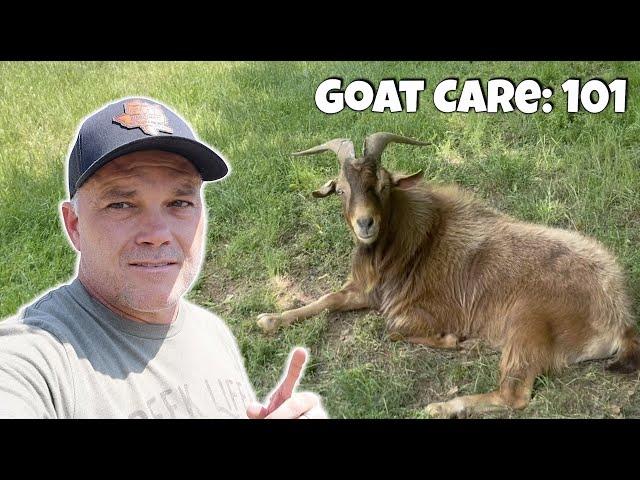 Goat Care and Maintenance - 101