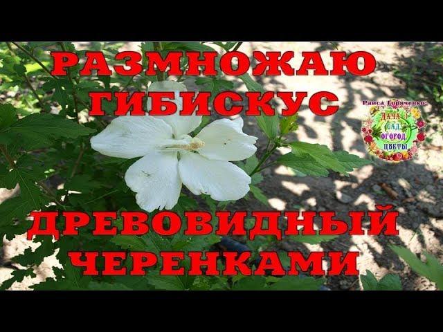 Размножаю гибискус древовидный черенками