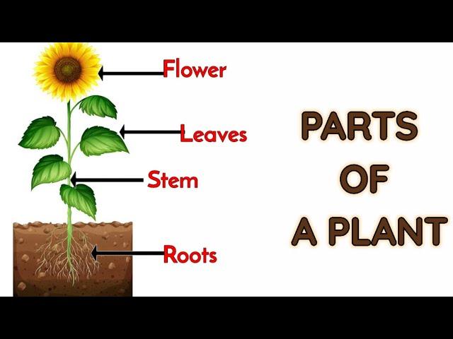 Parts of plants | Different parts of plants | Part of plants and their functions | Parts of a plant