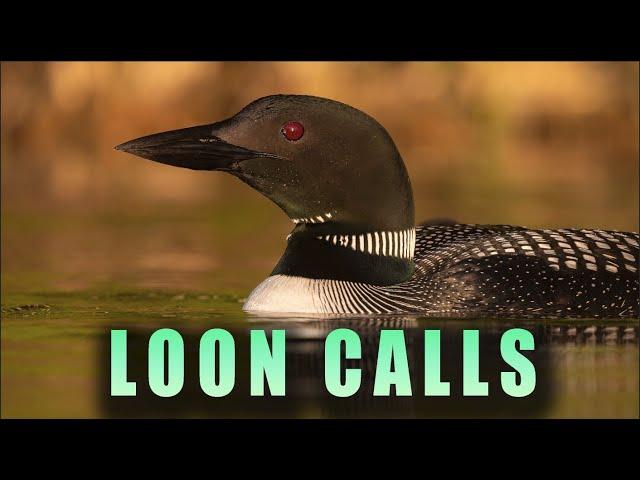 Loon Calls