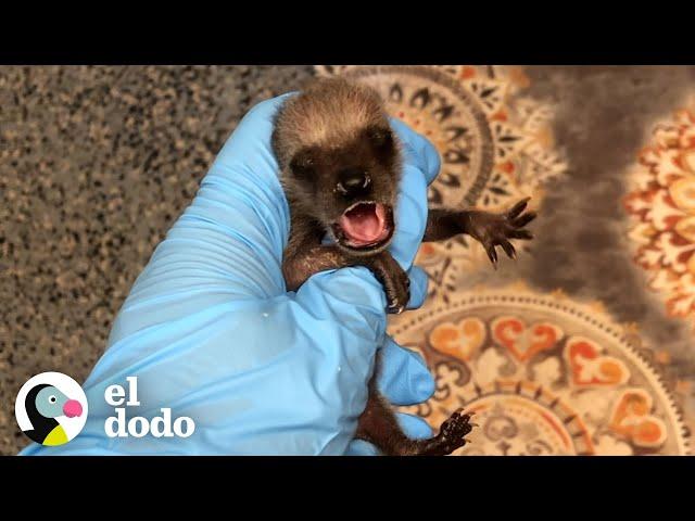 La historia de amor más dulce de un mapache | Corazones Salvajes | El Dodo