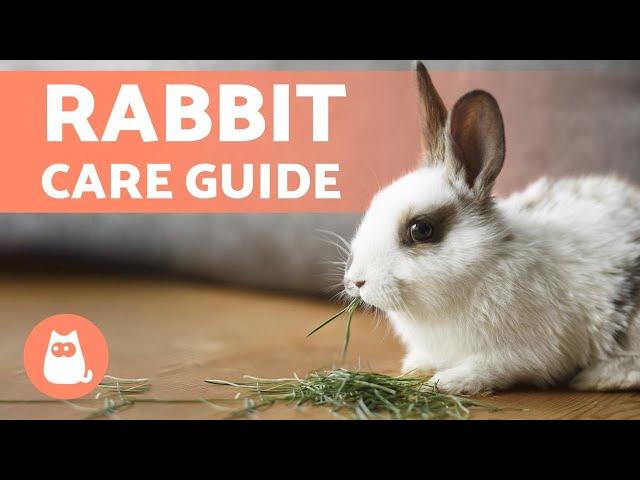 How to TAKE CARE of a RABBIT  Complete RABBIT CARE Guide