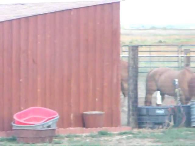 brody and ellie chasing chickens