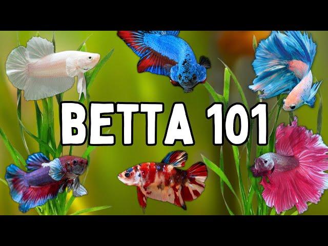 Watch This Before Getting a Betta Fish | Essential Betta Care Tips