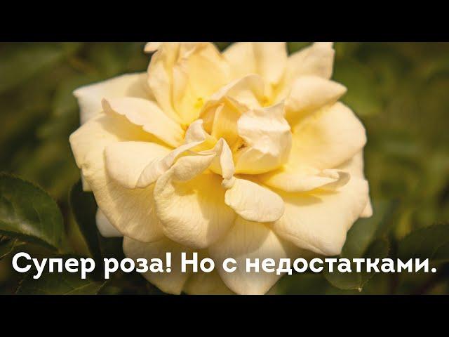 Кандские розы   ТОП 5! Удивительная роза Джей Пи Коннел!  Но не без недостатков!!