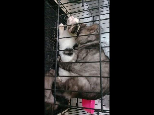 Kucing kampung betina kawin dengan kucing persia jantan