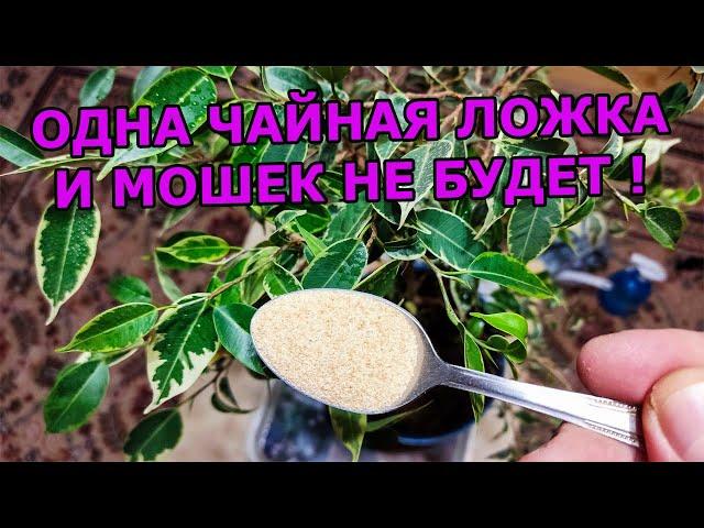 1 ЧАЙНАЯ ЛОЖКА И МОШКИ В КОМНАТНЫХ ЦВЕТАХ И РАССАДЕ ИСЧЕЗНУТ. СРЕДСТВО ОТ МОШЕК В ЦВЕТАХ И РАССАДЕ.