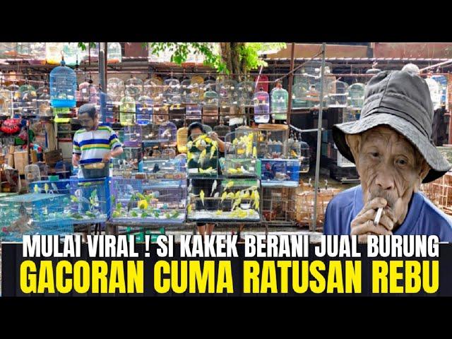 KAKEK INI MULAI VIRAL ! JUAL BURUNG GACORAN BERKWALITAS TINGGI FULLSET !