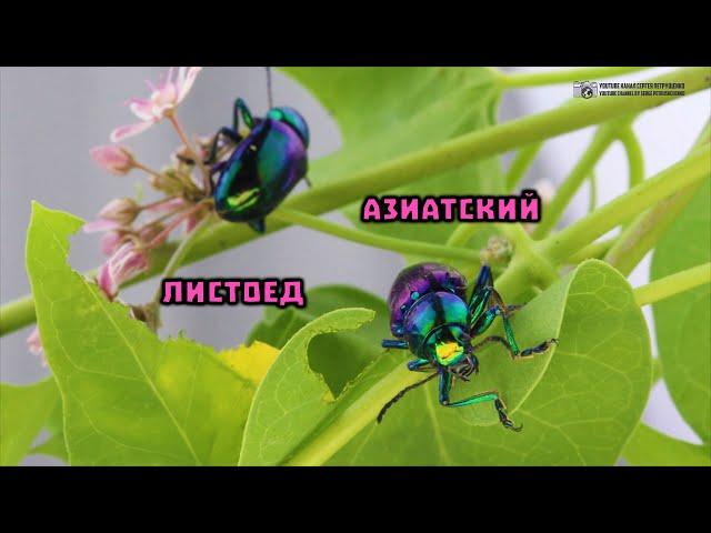 Шестиногий драгоценный камень. Азиатский листоед. // Clever Cricket