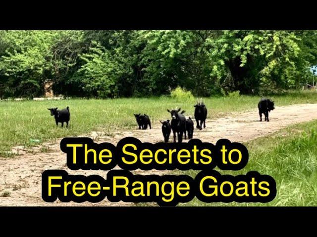 The Secrets to Free-Ranging Goats (HOLISTIC GOAT CARE)