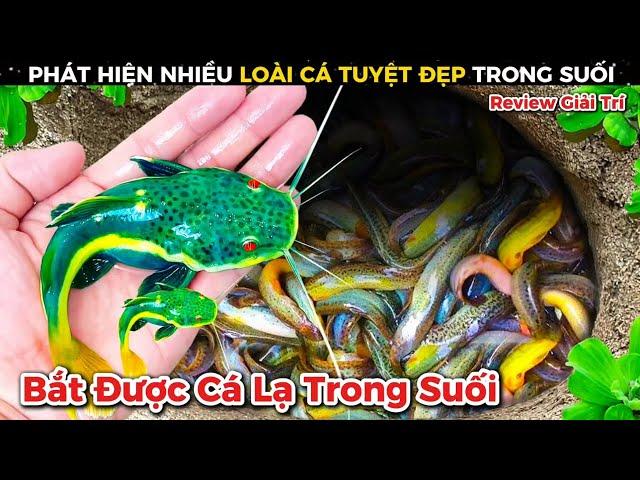 Thật Khó Tin Phát Hiện Nhiều Loài Cá Tuyệt Đẹp Phía Sau Vườn Nhà || Review Giải Trí Đời Sống