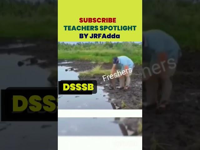 Dsssb 2024 | Subscribe to Teachers Spotlight NOW #shorts